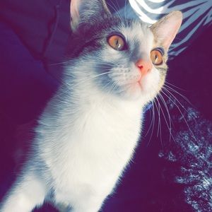 Meet your Posher, Cassandra